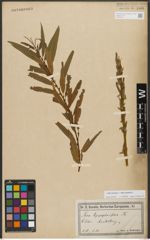 Foto von Salix triandra L. x Salix viminalis L.